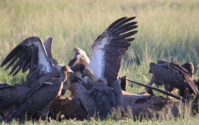 White-backed Vultures_1016.JPG