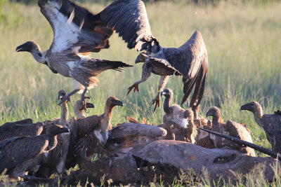 White-backed Vultures_1026.JPG