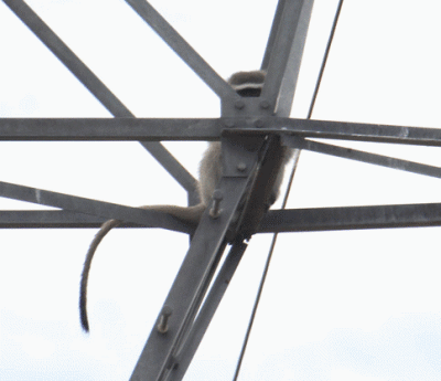 Vervet Monkey.gif