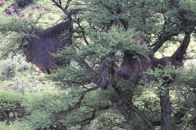 Sociable Weaver nest_0974.JPG