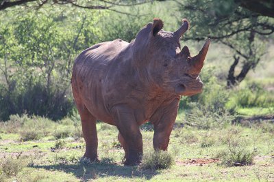 White Rhinoceros_1038.JPG