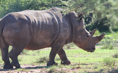 White Rhinoceros_1053.JPG