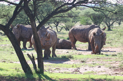 White Rhinoceros_1055.JPG