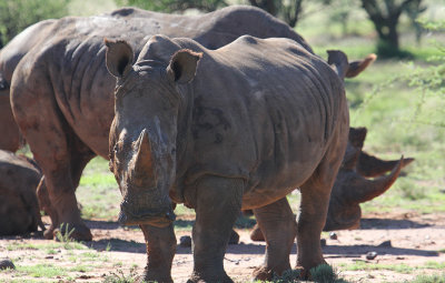 White Rhinoceros_1065.JPG