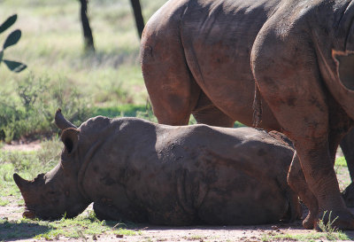 White Rhinoceros_1067.JPG
