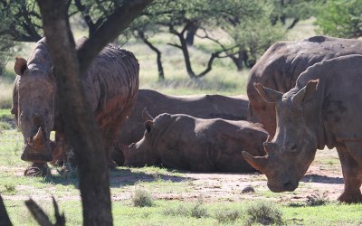 White Rhinoceros_1069.JPG