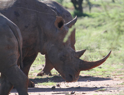 White Rhinoceros_1072.JPG