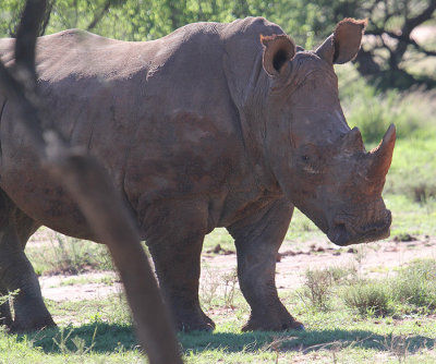 White Rhinoceros_1074.JPG