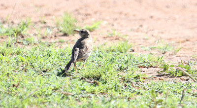 Plain-backed Pipit_1098.JPG