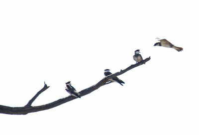 Banded Martins_1107.JPG