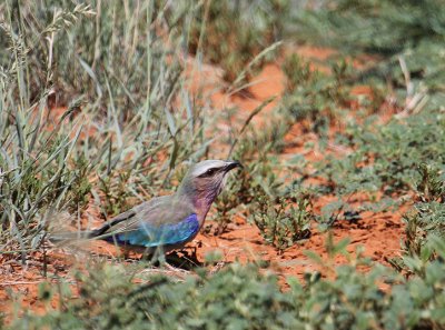 Lilac-breasted Roller_1151.JPG