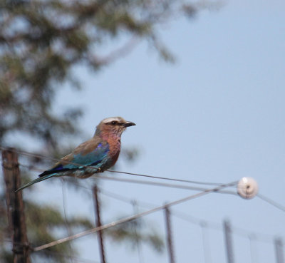 Lilac-breasted Roller_1158.JPG