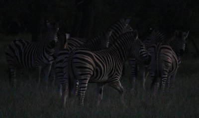 Burchell's Zebras_1276.JPG