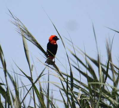 Southern Red Bishop_1217.JPG