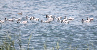 Lesser Flamingos & Cape Teal_1233.JPG