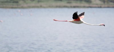 Greater Flamingo_1248.JPG