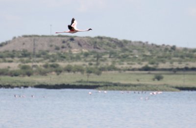 Greater Flamingo_1250.JPG
