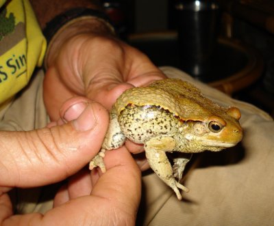 Red Toad 02506.JPG