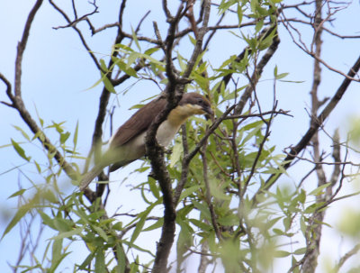 Greater Honeyguide_1371.JPG