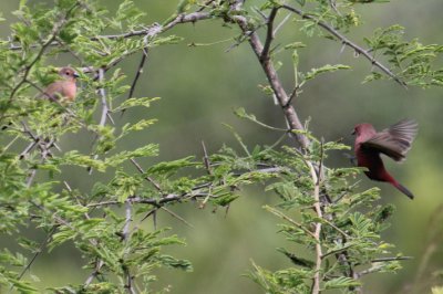 Jameson's Firefinches_1374.JPG