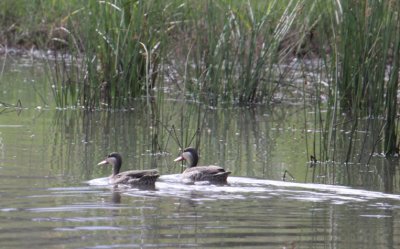 Red-billed Teal_1429.JPG