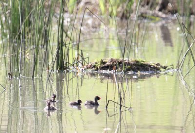 Little Grebes_1443.JPG