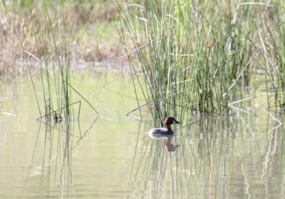 Little Grebe_1461.JPG