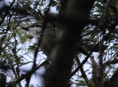 Black-backed Puffback_1468.JPG