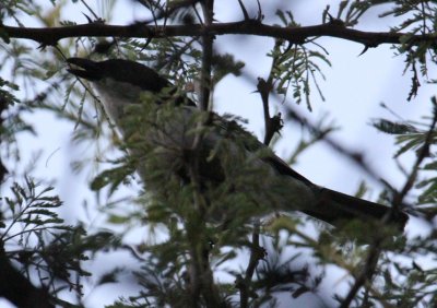 Black-backed Puffback_1473.JPG