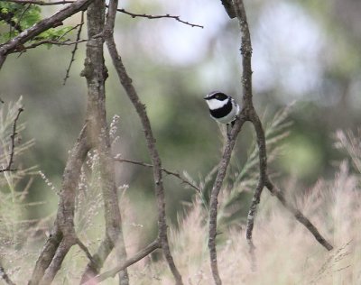 Chinspot Batis_1539.JPG