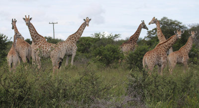 Giraffes_1637.JPG