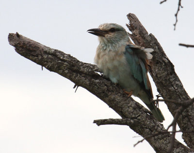 European Roller_1702.JPG