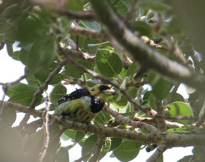 Crested Barbet_1753.JPG
