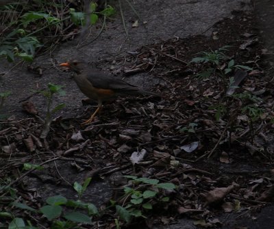 Kurrichane Thrush_1757.JPG
