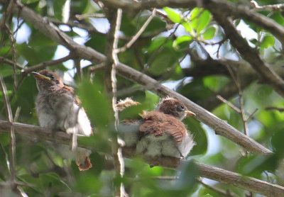 African Paradise-Flycatcher chicks_1764.JPG
