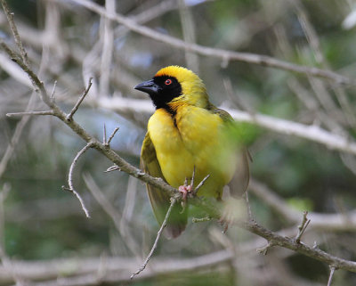 Southern Masked-Weaver_1772.JPG