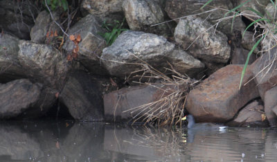 Lesser Moorhen_1827.JPG