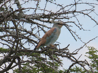 European Roller_1853.JPG