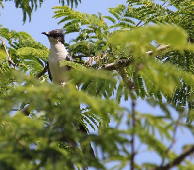 Jacobin Cuckoo_1859.JPG