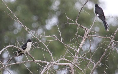 Jacobin Cuckoos_1861.JPG
