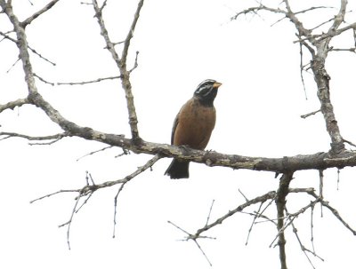 Cinnamon-breasted Bunting_1883.JPG