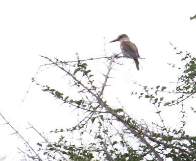 Brown-hooded Kingfisher_1887.JPG