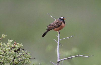 Cinnamon-breasted Bunting_1927.JPG