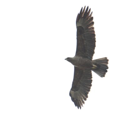 Wahlberg's Eagle_1939.JPG