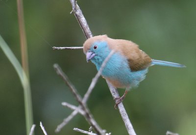 Blue Waxbill_2011.JPG