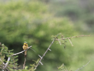 Little Bee-eater_2141.JPG