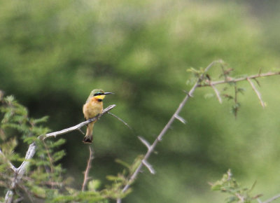 Little Bee-eater_2142.JPG