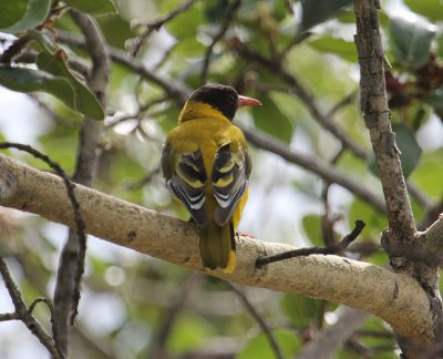 Black-headed Oriole_2170.JPG