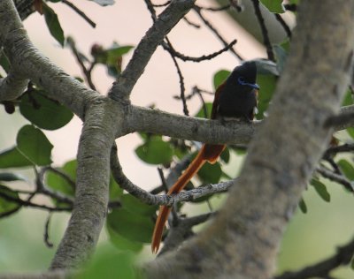 African Paradise-Flycatcher_2176.JPG