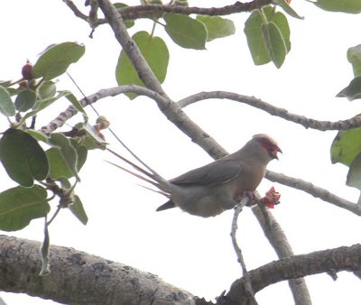Red-faced Mousebird_2205.JPG